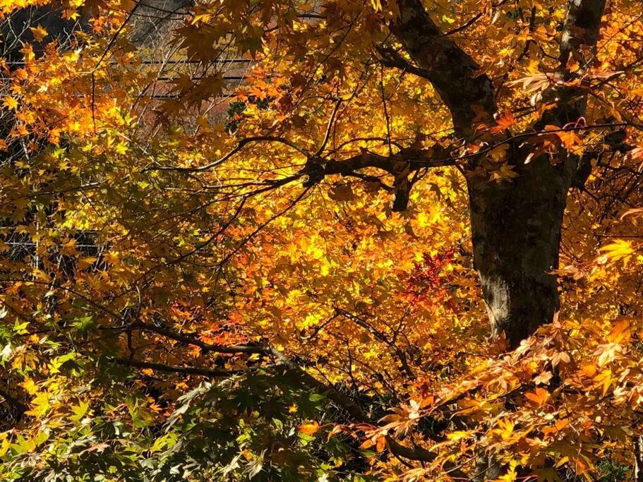 仙石庵 Villa Hakone Dış mekan fotoğraf